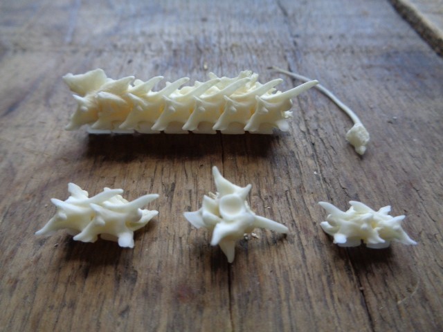 No. 4 Bone Deformity Real Snake Vertebrae Bones Lot