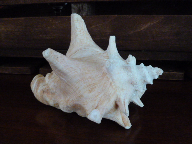 Large Conch Sea Shell