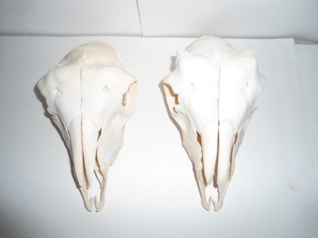 RAM GOAT SKULL