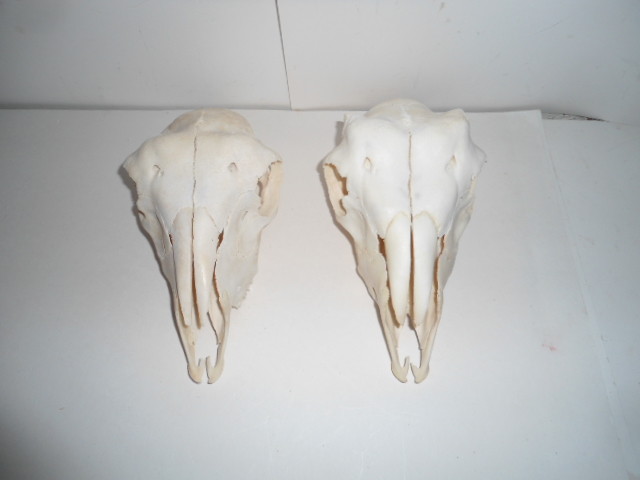 RAM GOAT SKULL