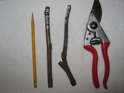 Nero 600 m - Fig Tree Cuttings