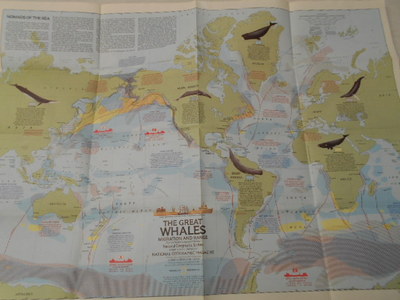 1976  MAP OF WHALES OF THE WORLD  NATIONAL GEOGRAPHIC (45)
