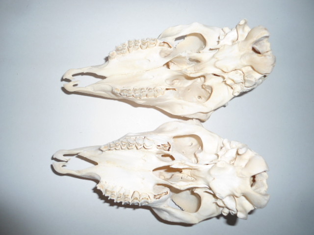 RAM GOAT SKULL