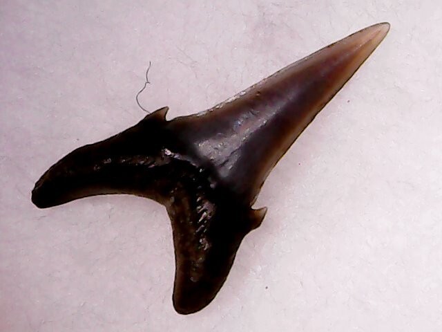 Shark Tooth - Hypotodus Verticalis Ypresien 1dec24
