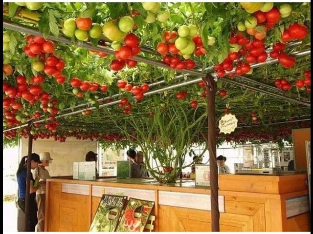 Tamarillo - Albero del pomodoro