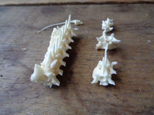 No. 4 Bone Deformity Real Snake Vertebrae Bones Lot
