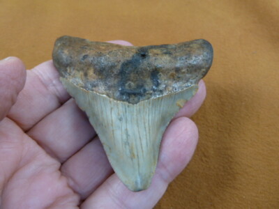 (S270-q) big 2-7/8'' Fossil MEGALODON Shark Tooth Teeth JEWELRY love meg sharks
