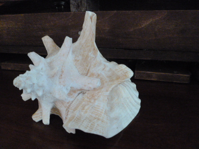 Large Conch Sea Shell