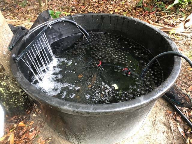 aquaponics system pots & garden beds gumtree australia