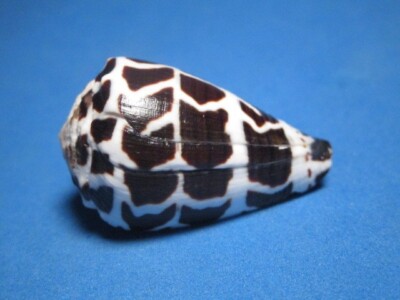 Conus ebraeus (LINNAEUS,1758) ''HEBREW CONE; HAWAIIAN ISLANDS'' (41.7mm)