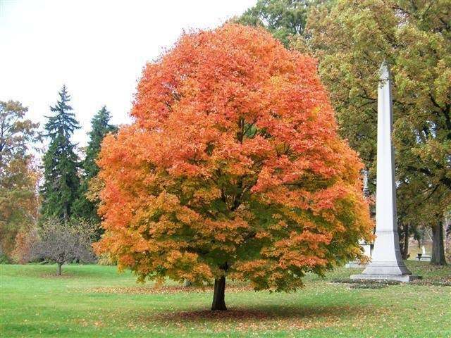 Sugar Maple Tree, Quart Pot, 12-18