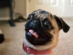 hushpuppydog