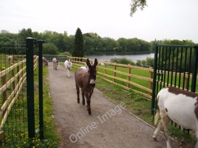 Photo 6x4 The Elizabeth Svendsen Trust for Children and Donkeys Droylsden  c2007