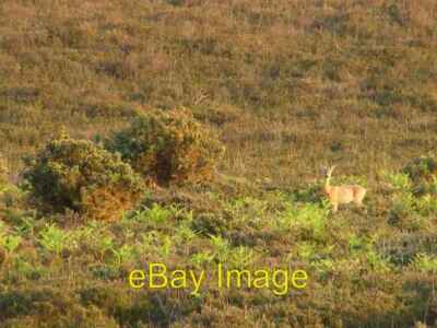 Photo 6x4 Female roe deer, Black Down, New Forest Ashurst/SU3310 Roe dee c2006