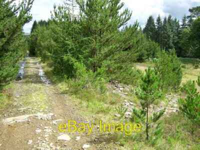 Photo 6x4 Forestry Walk, Coed y Rhaiadr Pen-common  c2008