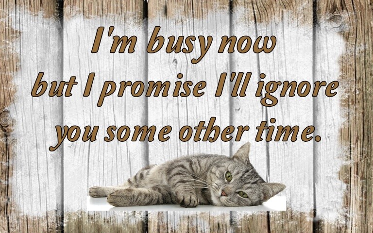 (Cat Ignores) Signs Plaques Gift Feline Feral Kitten Lazy Animal