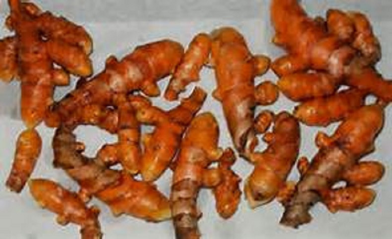 Tumeric Sprouted Organic Rhizome 1 rhizome approx 2