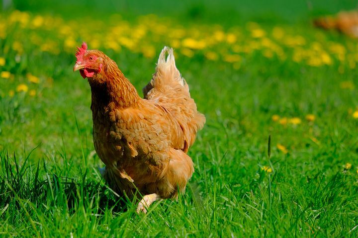 Chickens For Sale In Walsall West Midlands Gumtree