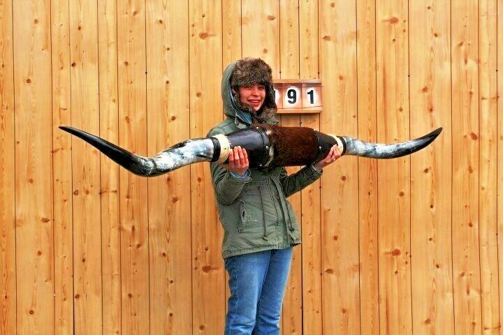 STEER LONG HORNS MOUNTED 6' 11