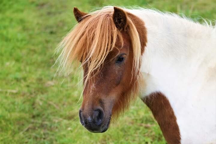 Registered Shetland filly | in Falkirk | Gumtree