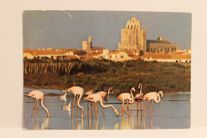 Ansichtskarte Postkarte Carmargue Flamants Rses Aux Saintes Maries De Lar Mer