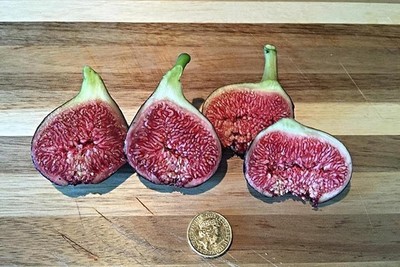 Gustisimmo Rossa Rotonda Fig Tree Cuttings