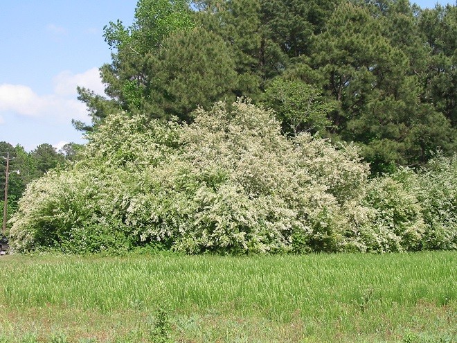 12 CHINESE PRIVET, LIGUSTRUM SINENSIS CUTTINGS, HARDWOOD, UN-ROOTED