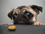 croccole_animalose