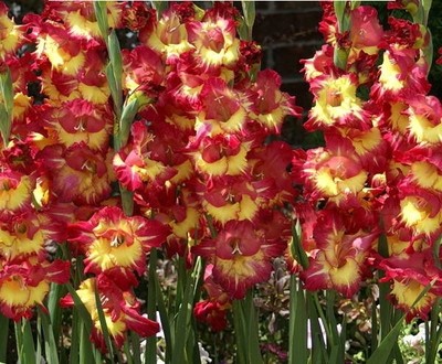 (5) Perennials Gladiolus Bulbs Olympic Flame Flower New Flower Ready