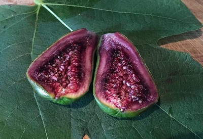 Ponte Tresa Fig Tree Cuttings