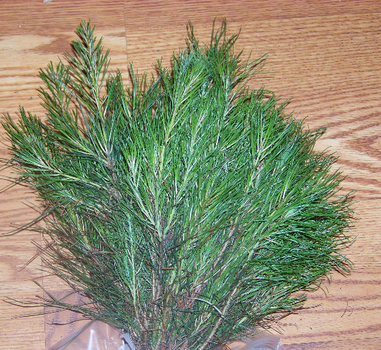 500 Organic Live Loblolly Pine Tree Seedlings 25% off+Free Gift & Planting Care!