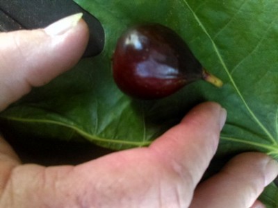 LSU Black beauty Fig Cuttings (on Sale) 25+