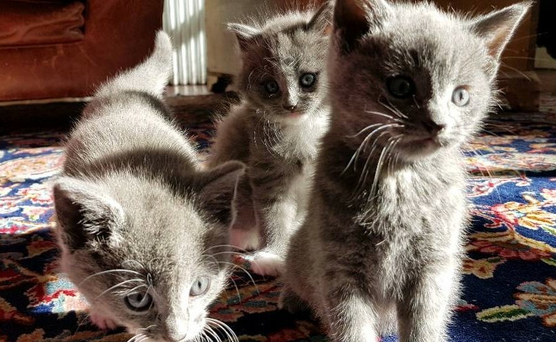 Beautiful kittens for sale | in Kelvinbridge, Glasgow | Gumtree