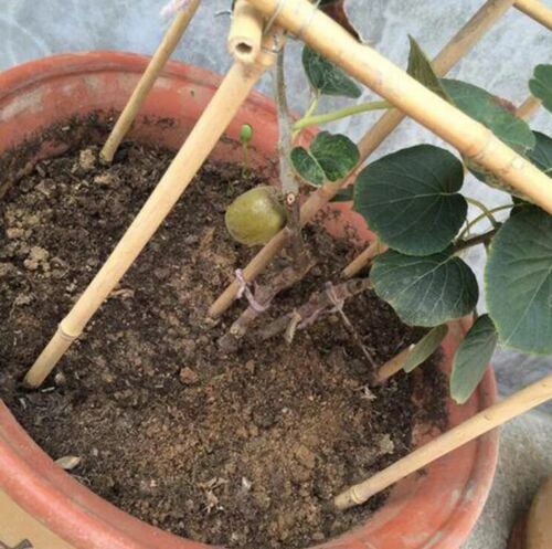 Kiwi fruit 100 seeds fresh seasons harvest Delicious Healthy FRUIT Easy 2 Plant