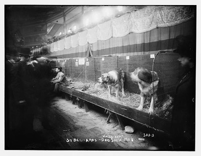 Photo:Dog Show 1908: St. Bernards, ''Uncle Sam''