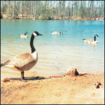 DOLDRUMS,Secret Life of Machines, - (Compact Disc)