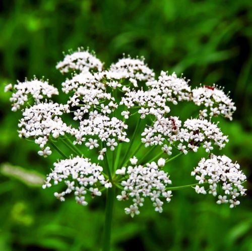 FERTIKA leafpower -     +  15  fr Rosen 15 g   | eBay.de