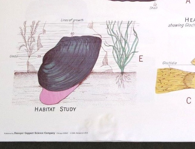 Vintage Denoyer - Geppert Biology Wall Chart #1888 - Clam