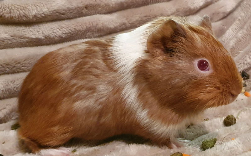 Young Female Guinea Pigs American Shorthair In Hemel