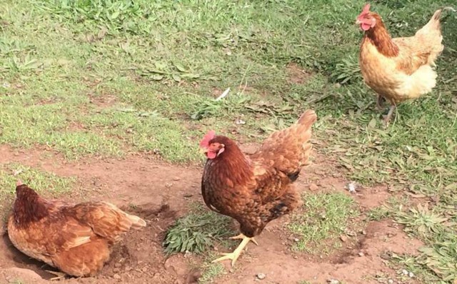 Download Chickens commercial layers | Birds | Gumtree Australia ...