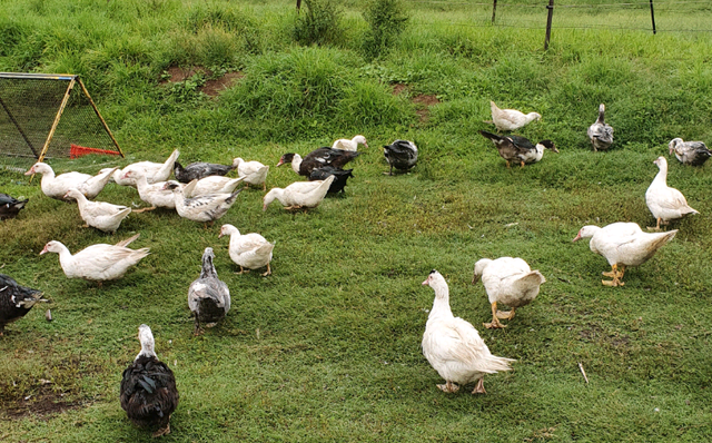 MUSCOVY'S DUCKS MALE AND FEMALE AVAILABLE &amp; MORE 