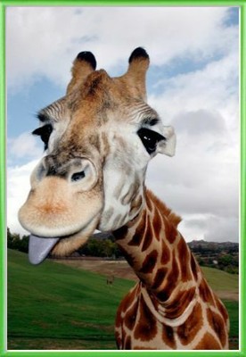 Salvador Dali L Elephant Giraffe Poster 80x60cm Kunstplakate