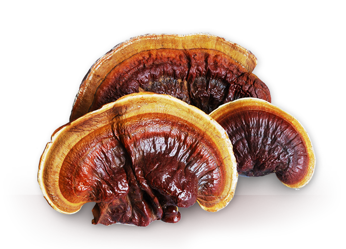 2X LINGZHI LUCIDUM 20:1 EXTRACT REISHI MUSHROOM STRONG ORGANIC CAPS PILLS SPORES