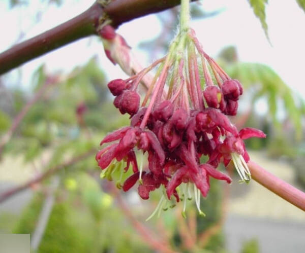 Ahorn Japonicum Aconitifolium - Jap. Feuerahorn