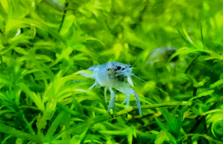 Live Electric Blue Crayfish Juvenile - Procambarus Alleni - Unsexed Only