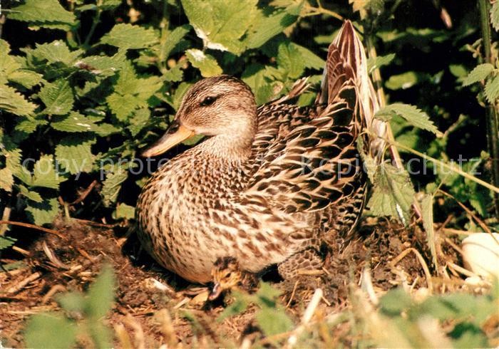 Enten Mittelente Mit KÃ¼Ken 