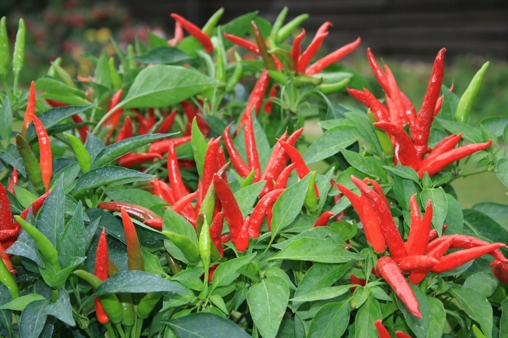 Apache F1-10 Finest Seeds HOT Chilli Pepper PREMIER SEEDS DIRECT