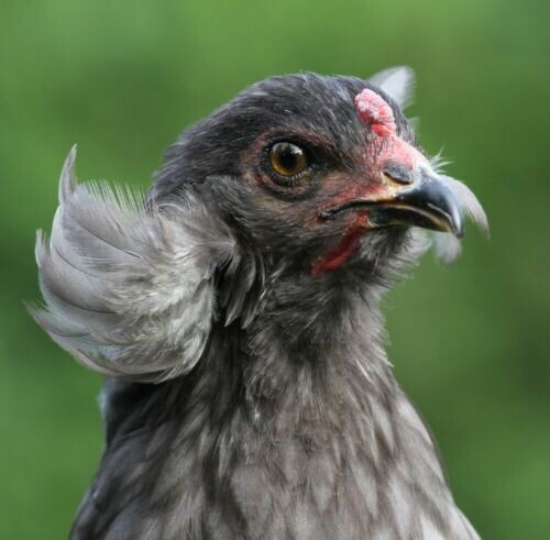 10 Bruteier  Araucana Hühner in blau, schwarz und wildfarbig
