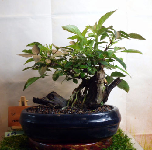 Walnuss-Baum (Juglans regia), 5 Jahre alt, Pre Bonsai | eBay.de