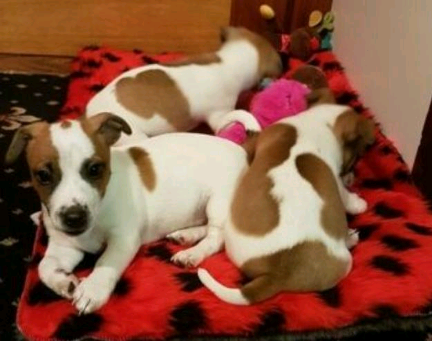 Jack Russell Puppies In Romford London Gumtree